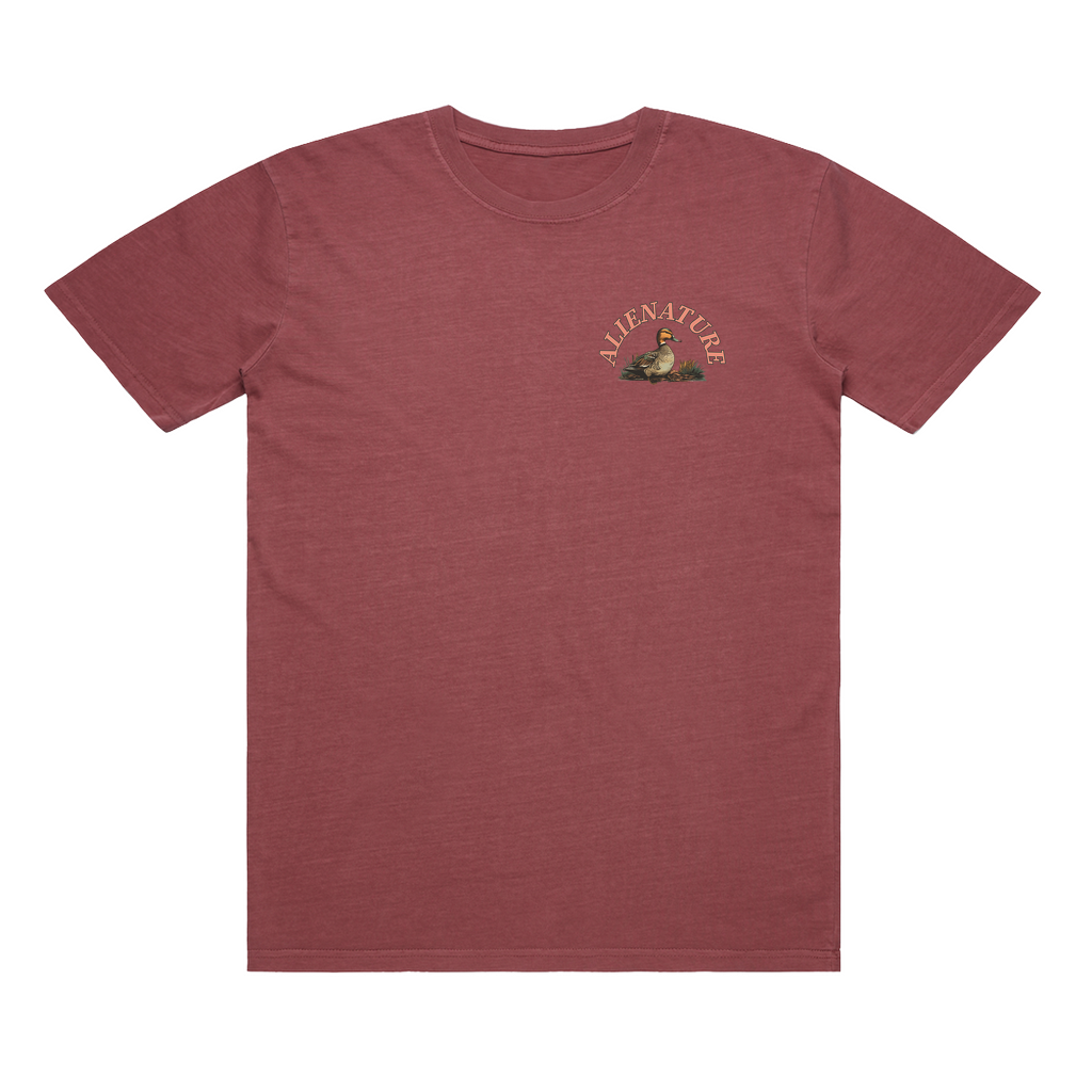 Birds of BC - Mallard T