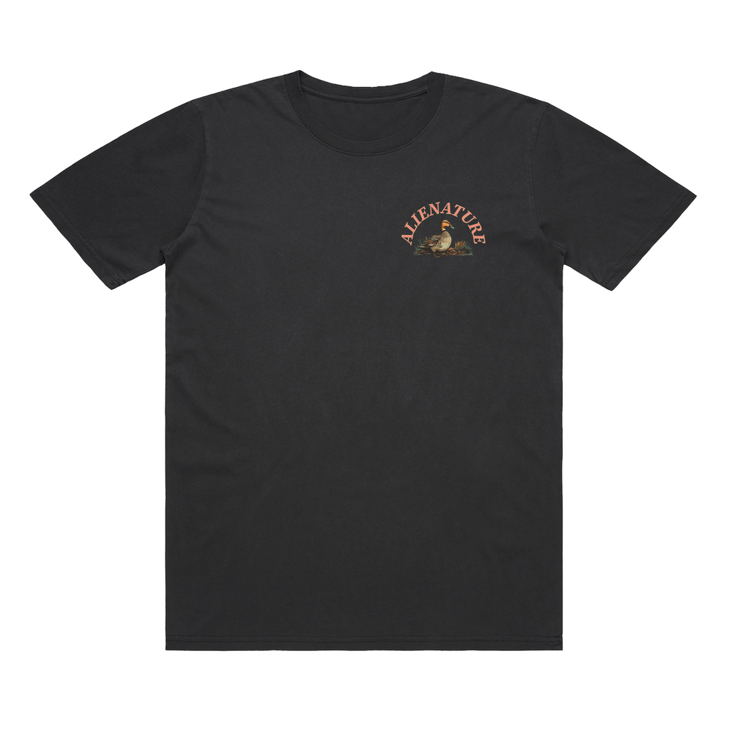 Birds of BC - Mallard T